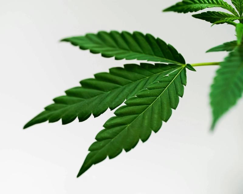 The Nutrient Plan feature in BudSites helps you dial in the exact nutrients your plants need at each stage of growth.