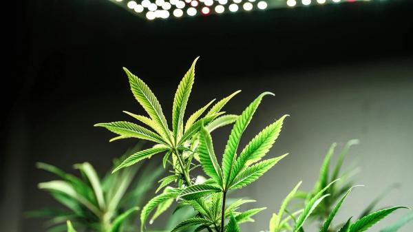 My most expensive mistake came from trying to save money on lights.