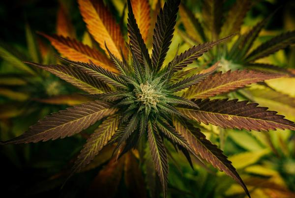 Bud rot is the fastest way to lose a harvest in the last three weeks of flower.