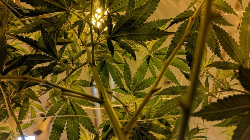 The short answer is no. Growing cannabis at home in Idaho is illegal for both recreational and medical use.