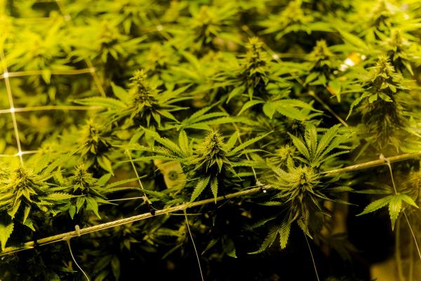 A single untrained cannabis plant will grow straight up like a Christmas tree, put most of its energy into one top cola, and leave the lower branches starved for light. 