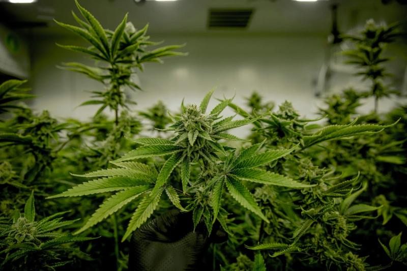 Delaware legalized adult-use cannabis in June 2023, but personal cultivation remains illegal.