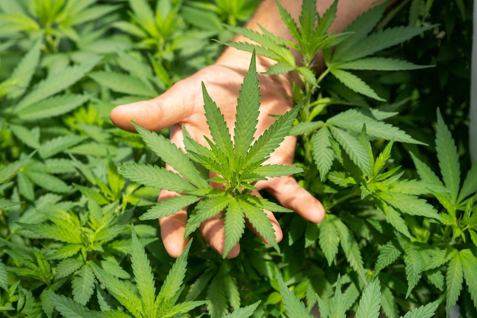 Growing healthy, high-yield cannabis starts with getting the proper nutrients at the right time.