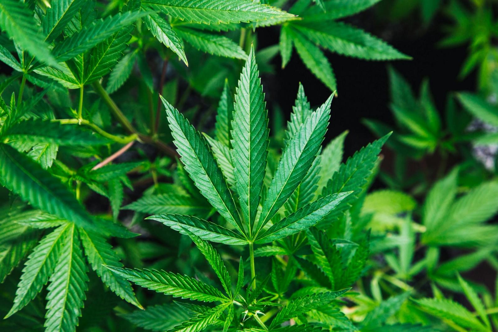Growing cannabis successfully starts with knowing how to identify the sex of your plants.