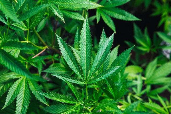 Growing cannabis successfully starts with knowing how to identify the sex of your plants.