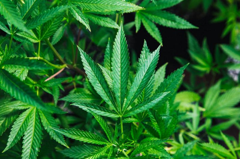 Growing cannabis successfully starts with knowing how to identify the sex of your plants.