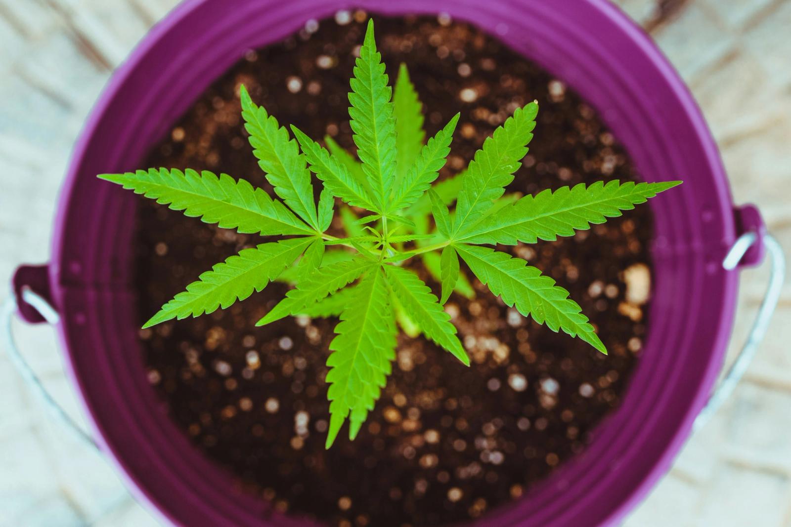 Knowing how to dry and cure cannabis is the step most first-time growers underestimate.