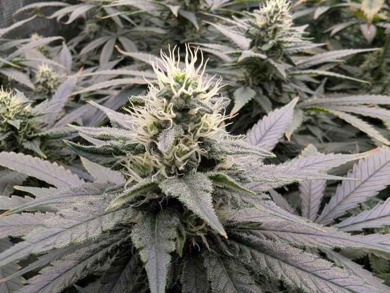 Maine stands out from many other states because it allows adults to grow cannabis at home for personal use