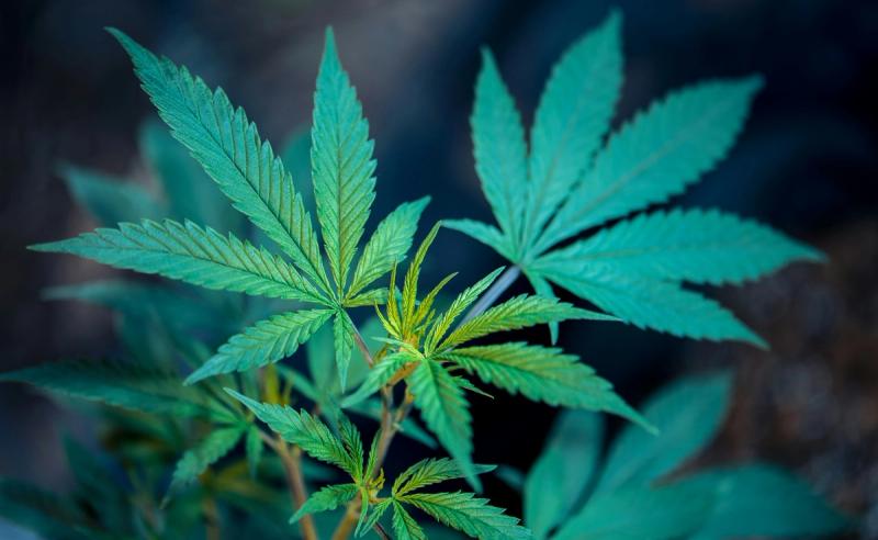 Medical cannabis has been legal since 2000.