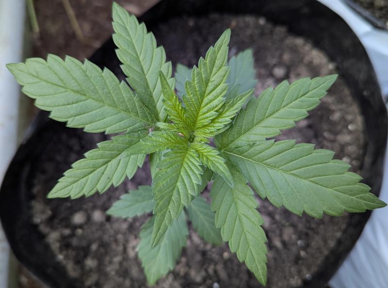 Learning to spot a nutrient deficiency early can save time, reduce stress, and improve your yield, quality, and potency.