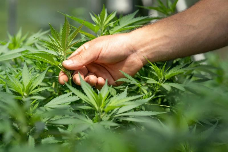 while recreational cannabis use is permitted for adults 21 and older, home cultivation remains tightly restricted.