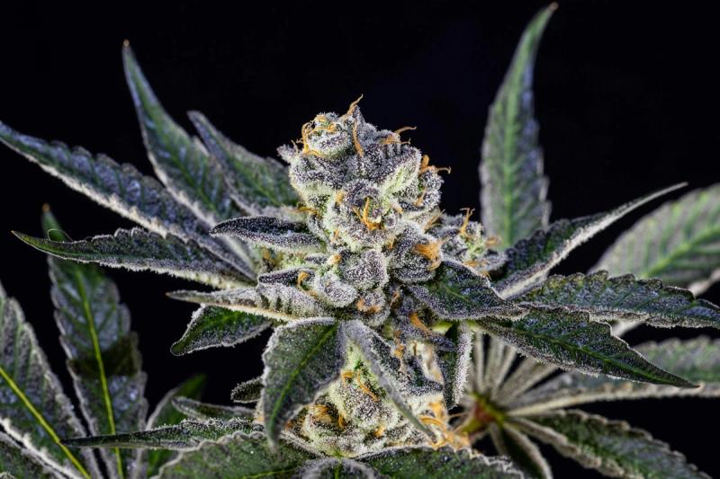 Growing cannabis in Georgia is strictly illegal. The state has some of the harshest cultivation laws in the country.