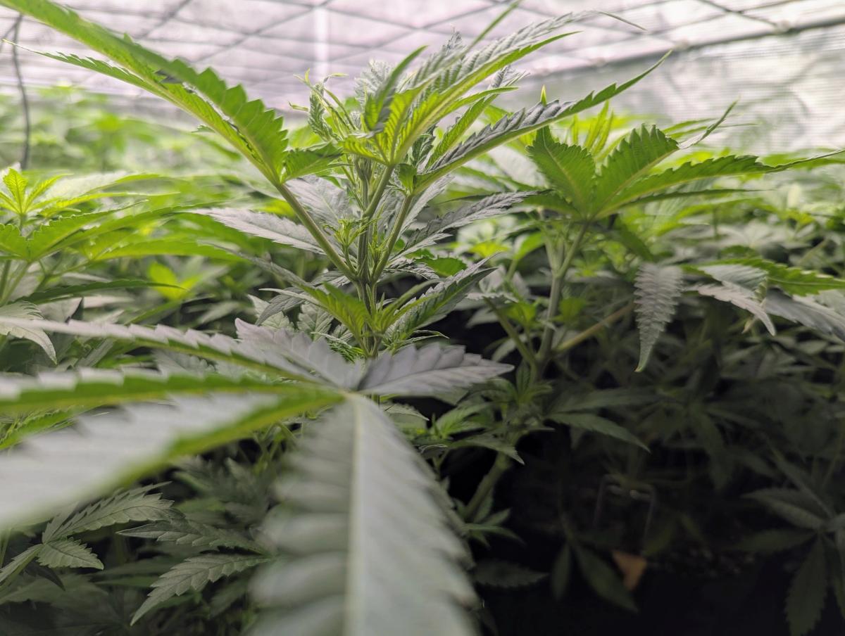Most guides answer "when to transplant cannabis seedlings" with a calendar window: week two, week three, day twenty-one. 