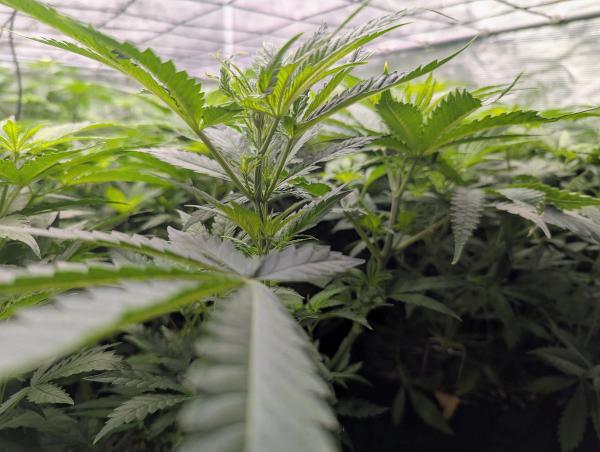 Most guides answer "when to transplant cannabis seedlings" with a calendar window: week two, week three, day twenty-one.