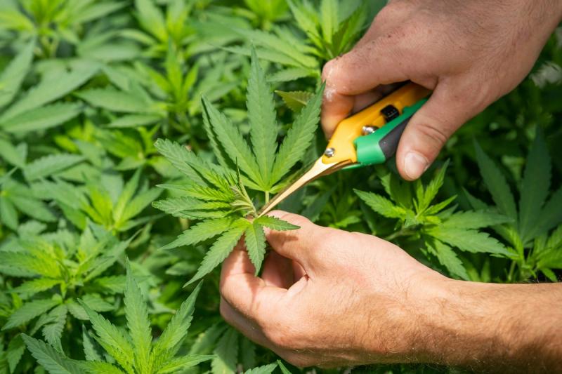 Kansas law bans home cultivation of cannabis.