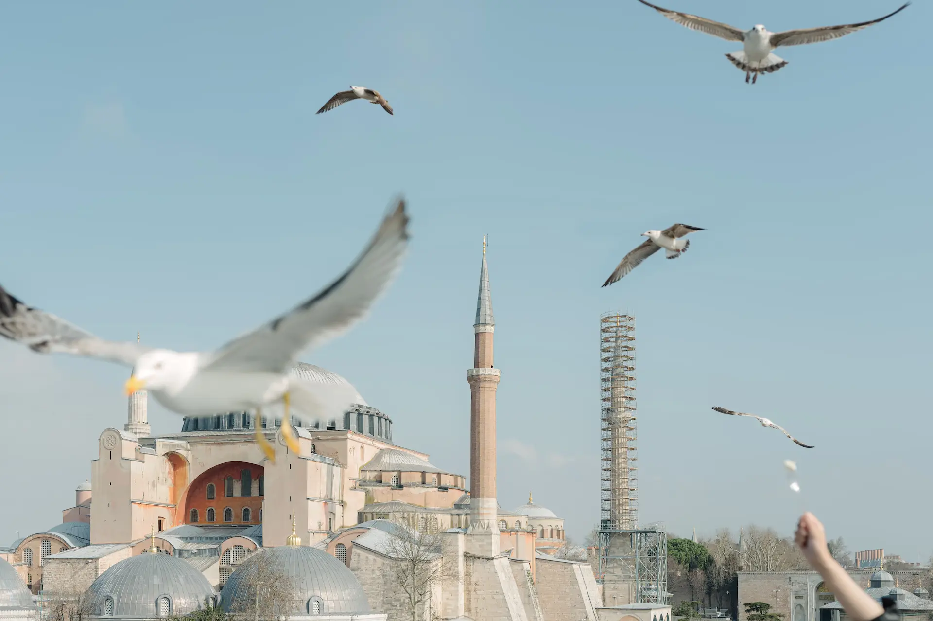 birds flying in the sky
