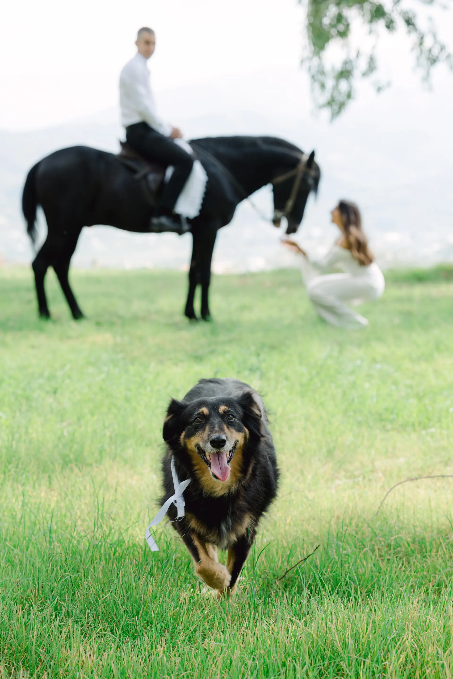 a dog running towards the camera with the couple in the background