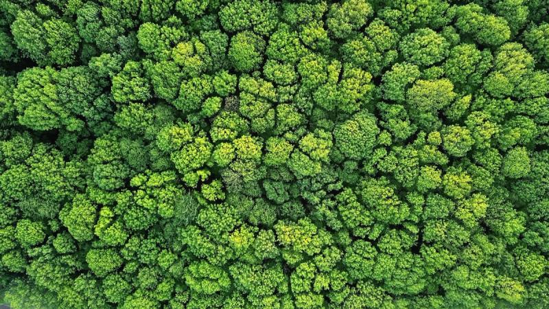 Luftaufnahme zeigt einen Wald mit grünen Baumkronen von oben