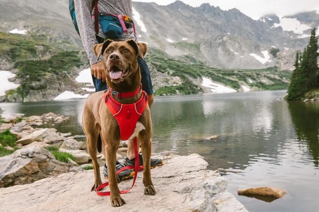 Imagen destacada de Los accesorios que necesitas para hacer senderismo con perros