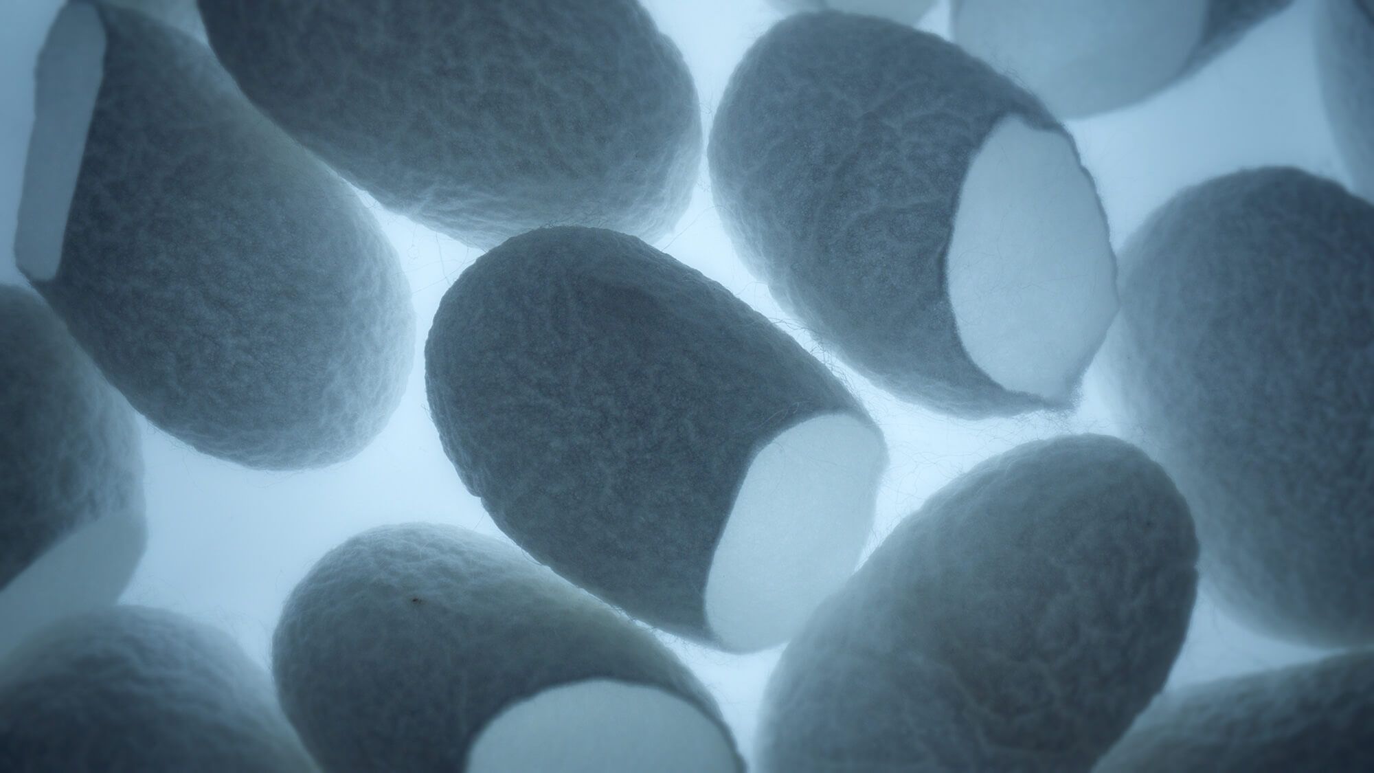Silk Biomaterials ushers in the next evolution of life sciences innovation with rebranding and new name
