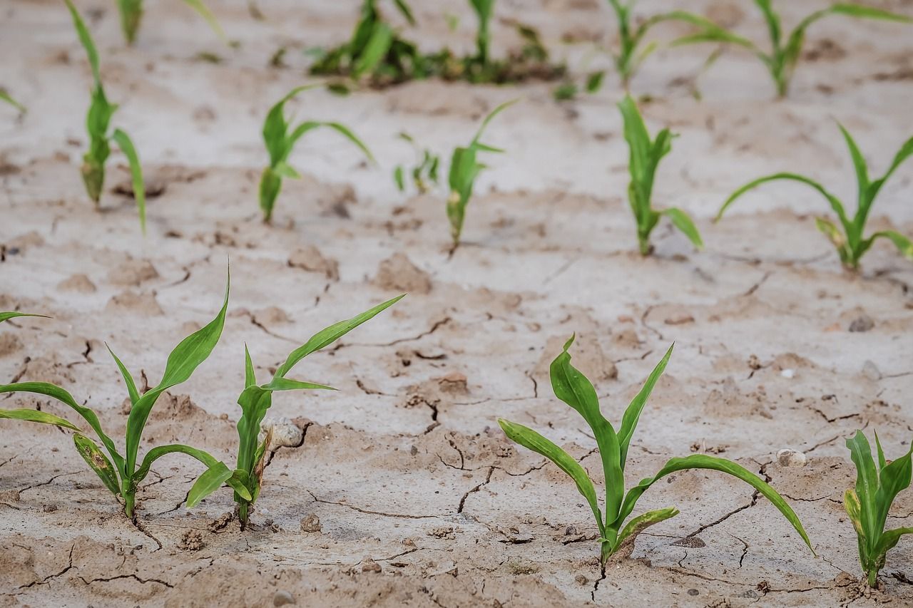 Drought - Dry corn field