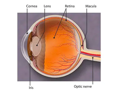 eye-atonomy