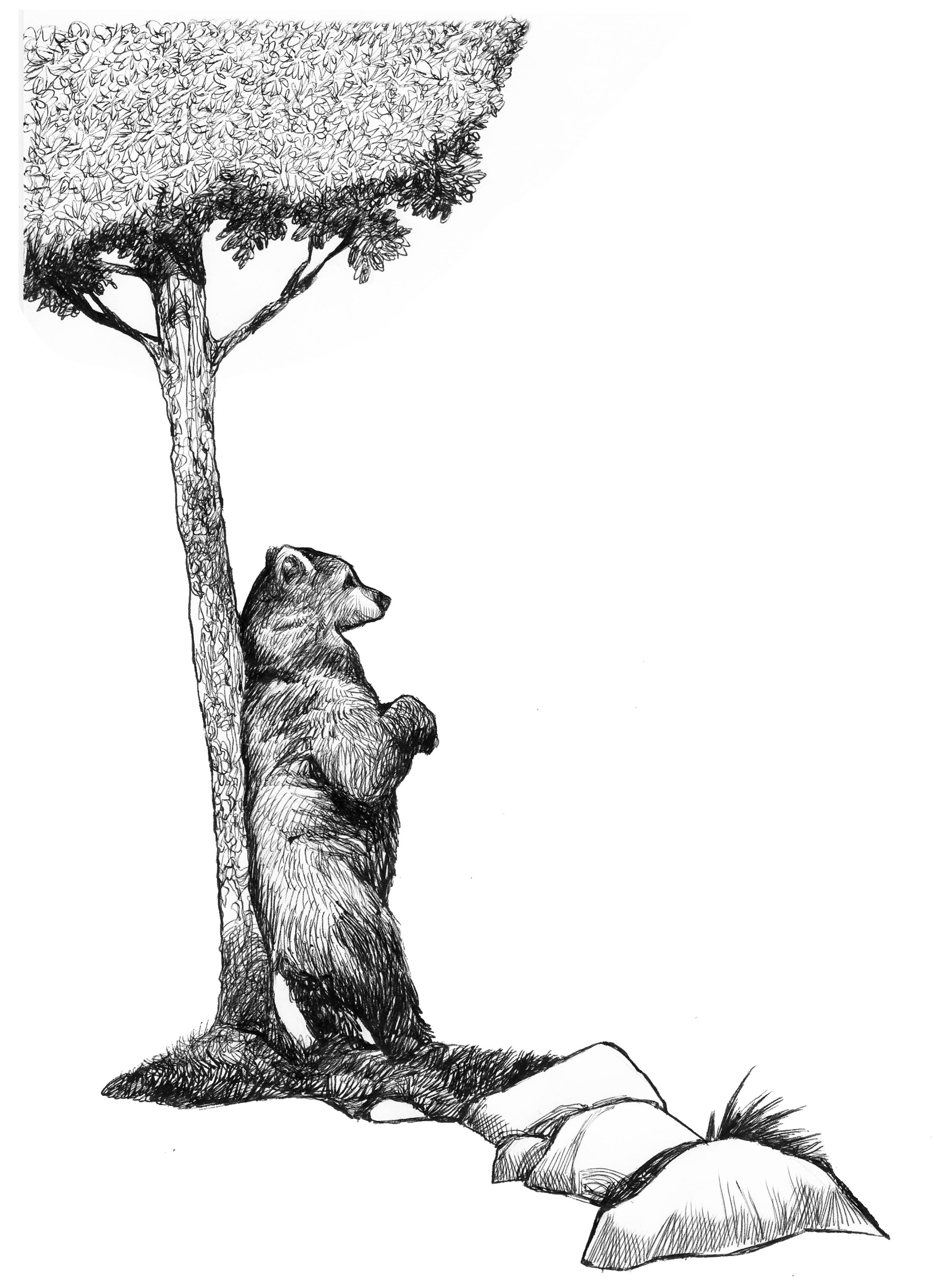 La legge della Jungla