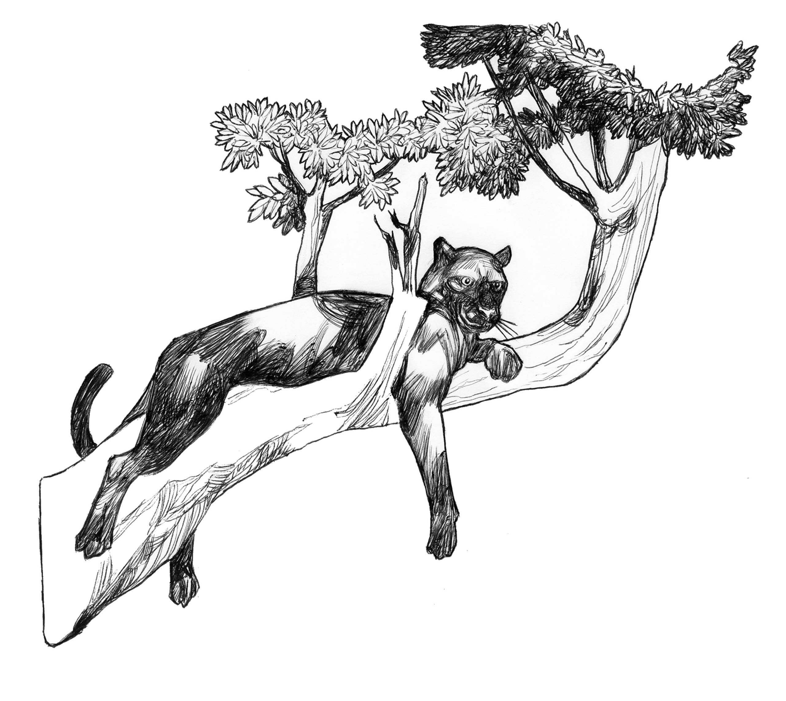 La legge della Jungla