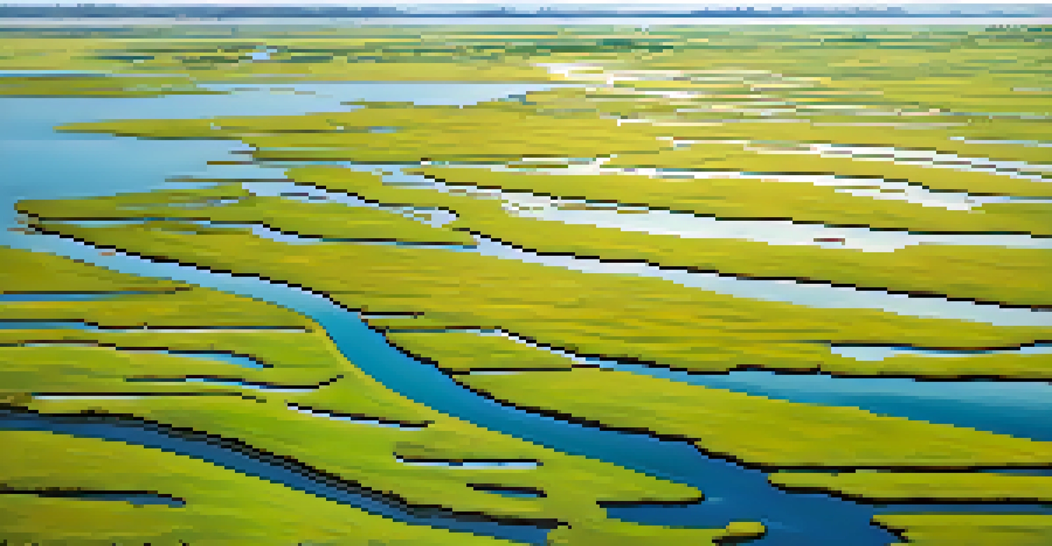 An aerial view of a coastal salt marsh in North Carolina, displaying waterways, green vegetation, and flying birds.