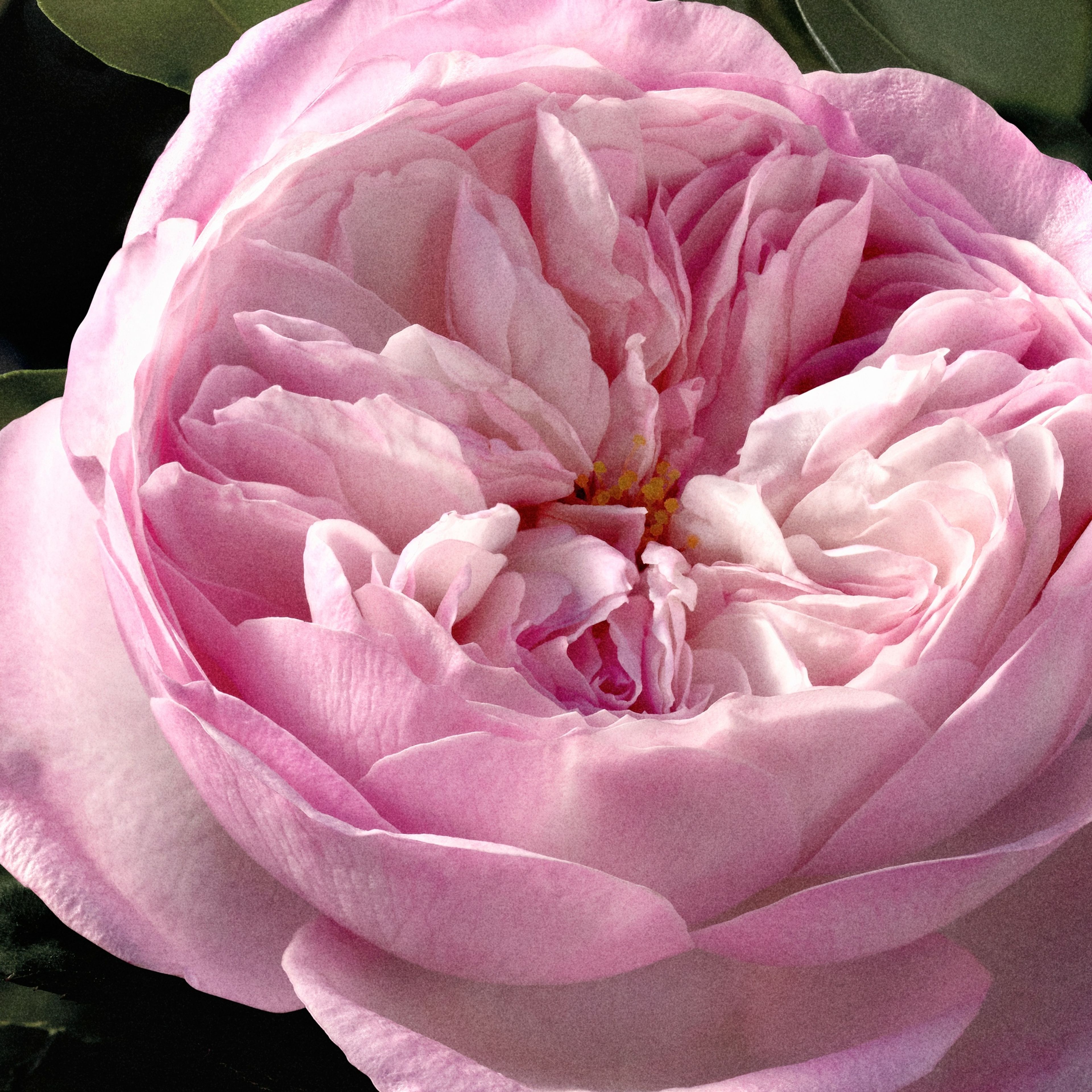 Chloé Chloé Eau De Parfum Intense Rose Naturelle Intense 5