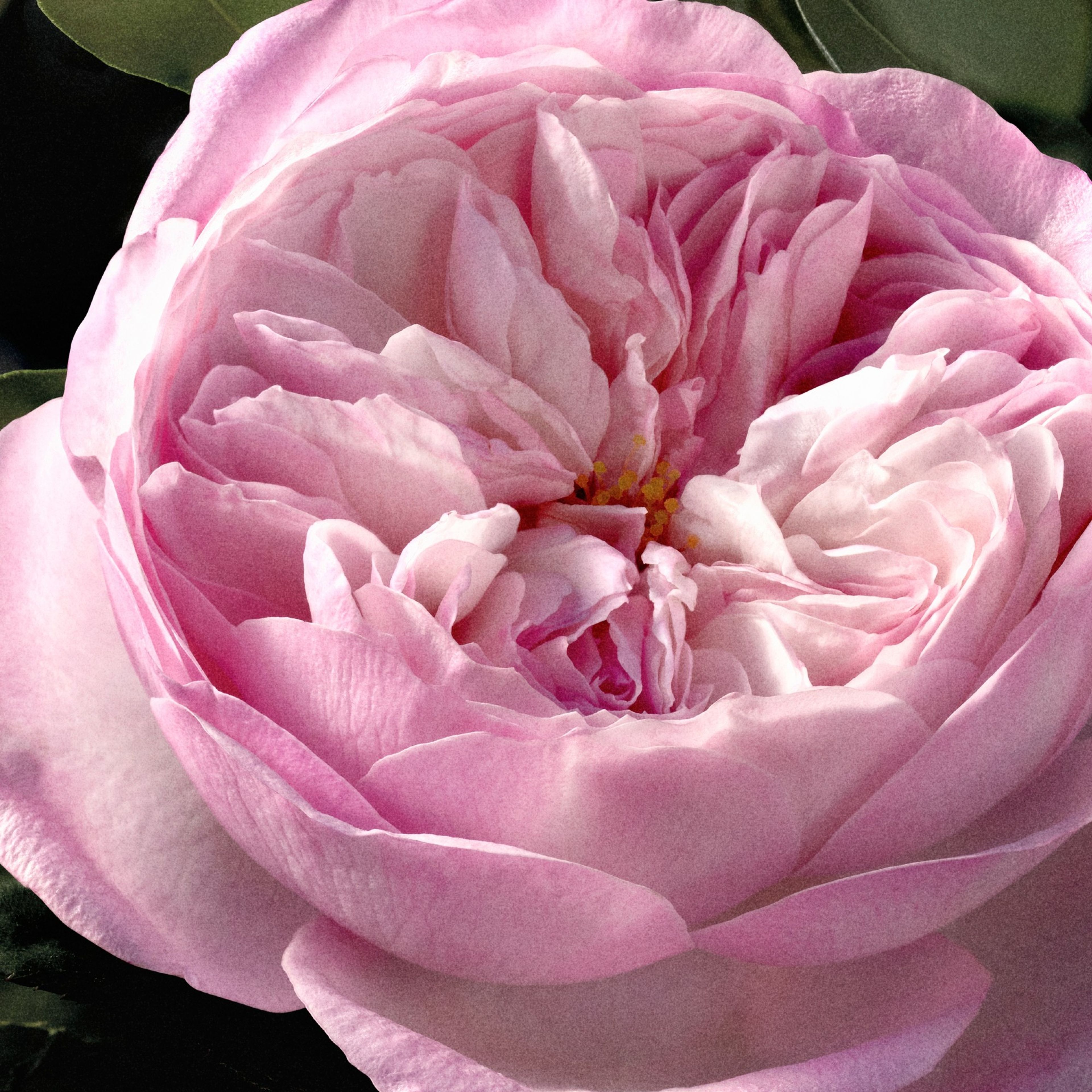 Chloé Chloé Eau De Parfum Intense Rose Naturelle Intense - Ricarica 5