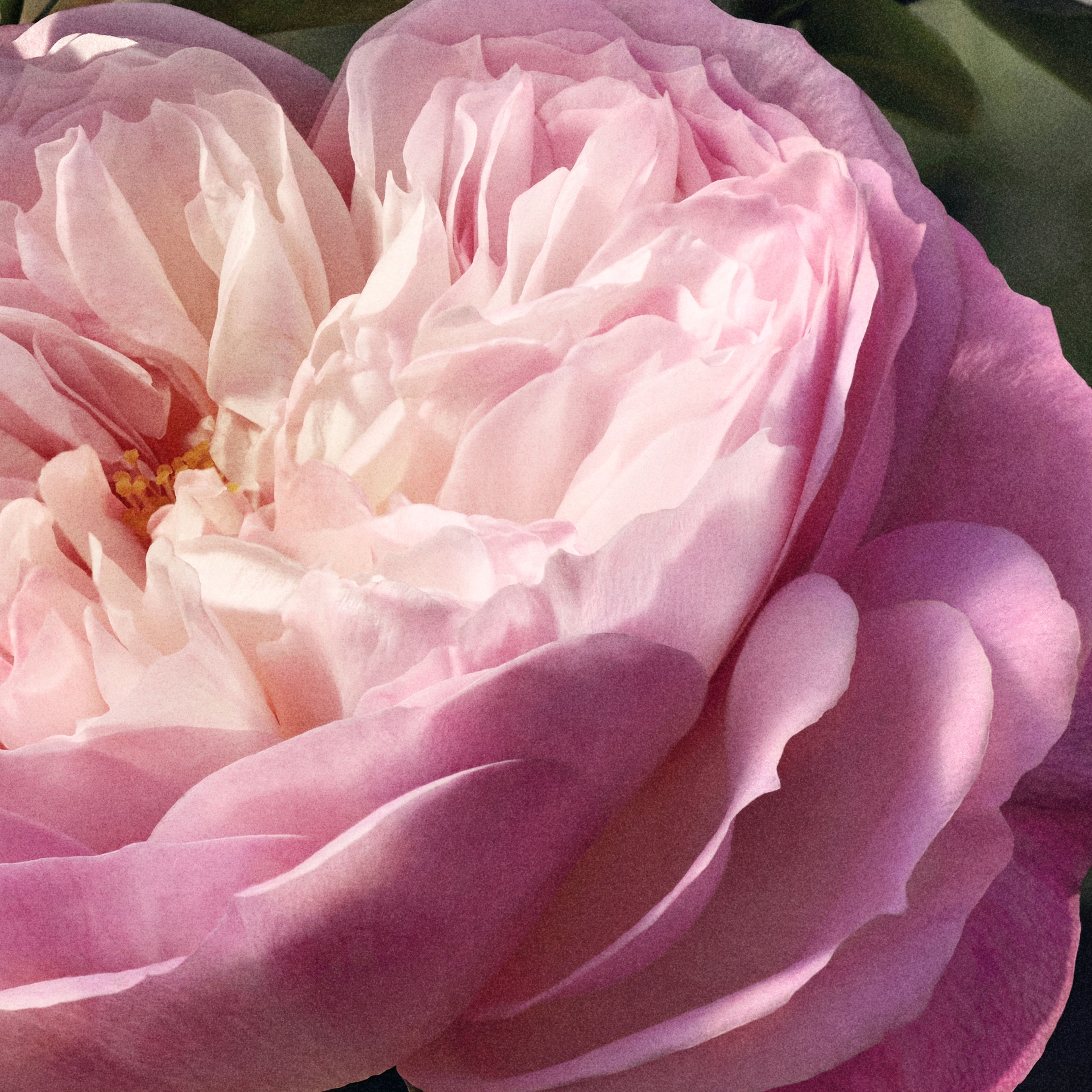Chloé Chloé Rose Naturelle Eau De Parfum 5