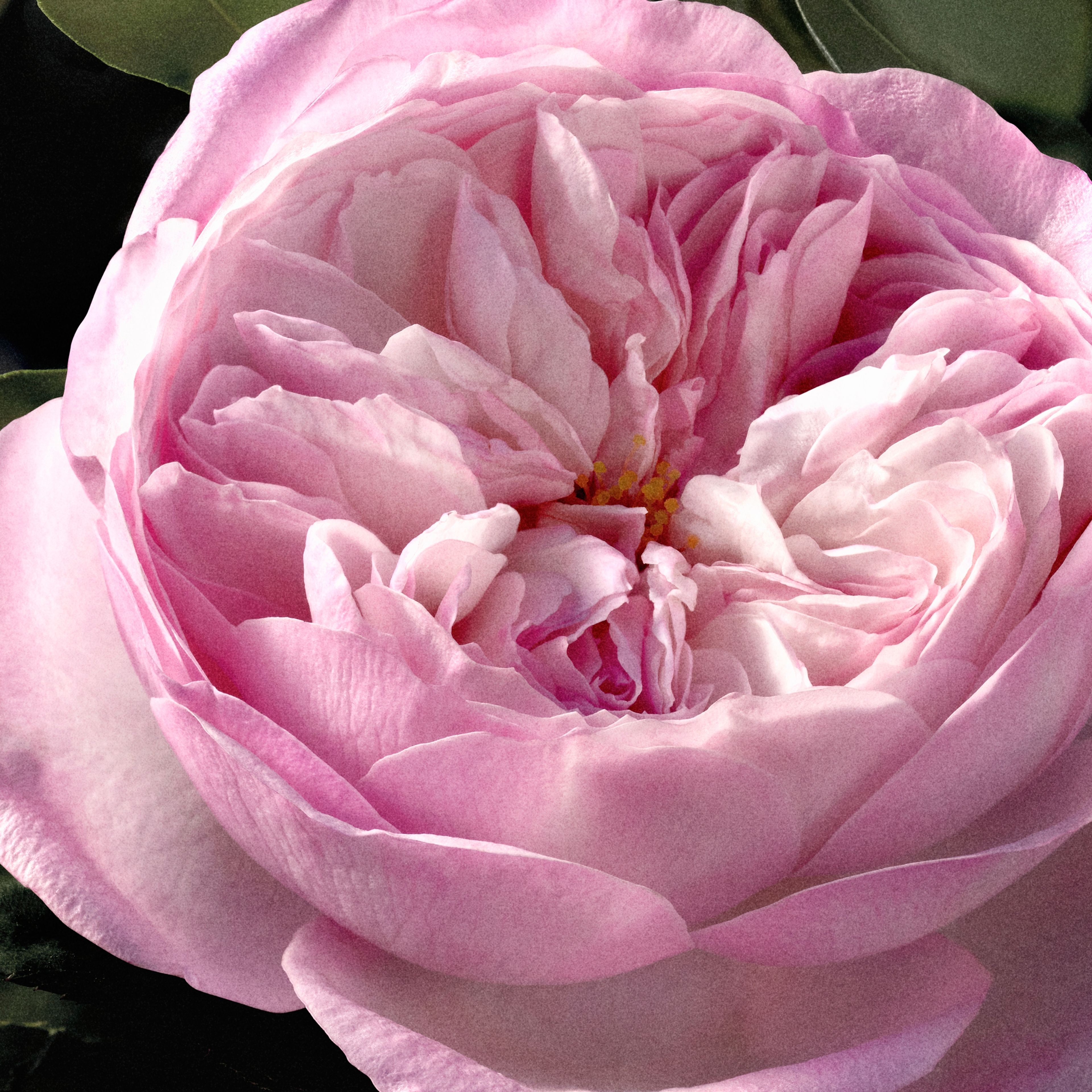 Chloé Chloé Eau De Parfum Intense Rose Naturelle Intense 100 ml 4