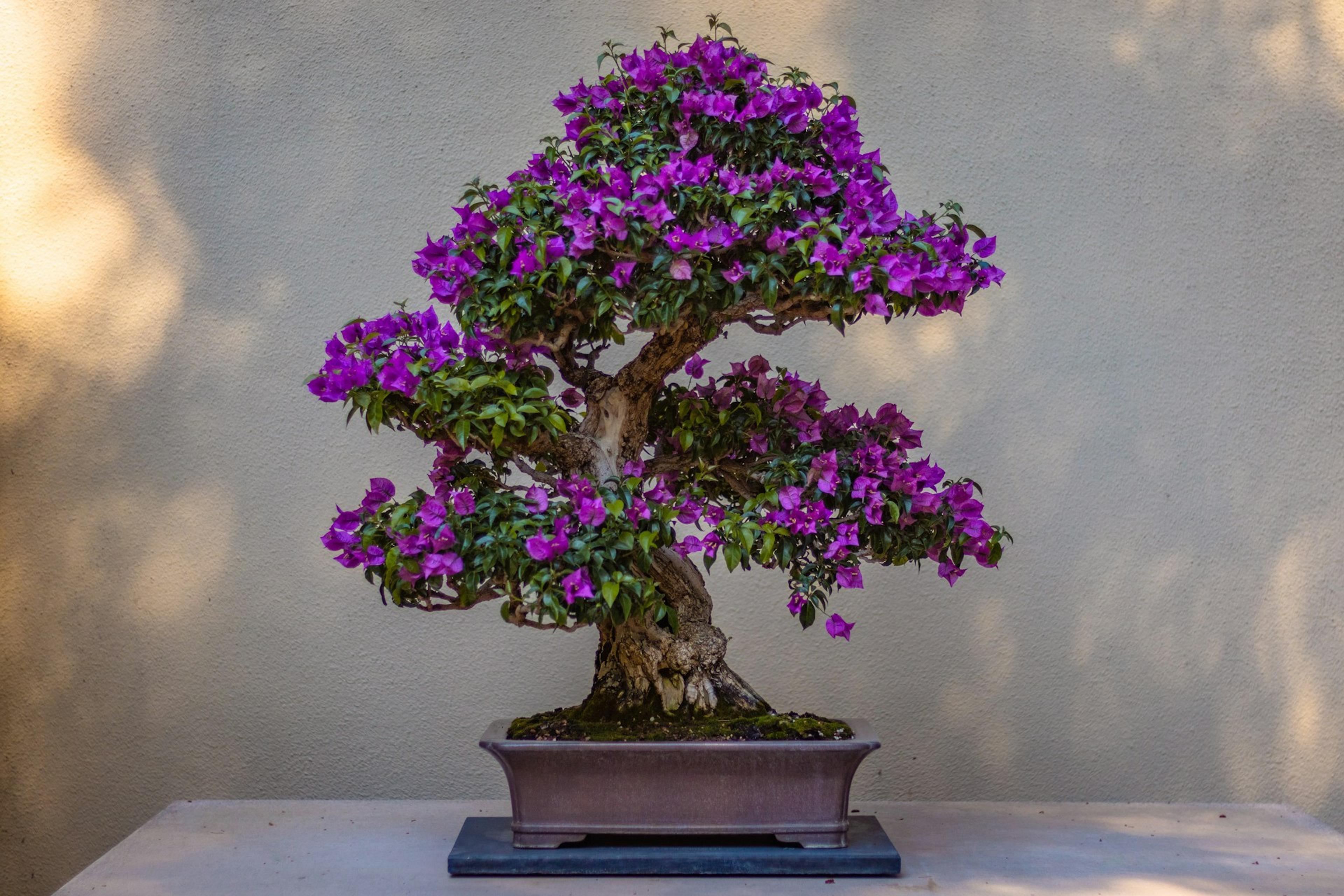 bougainvillea-bonsai