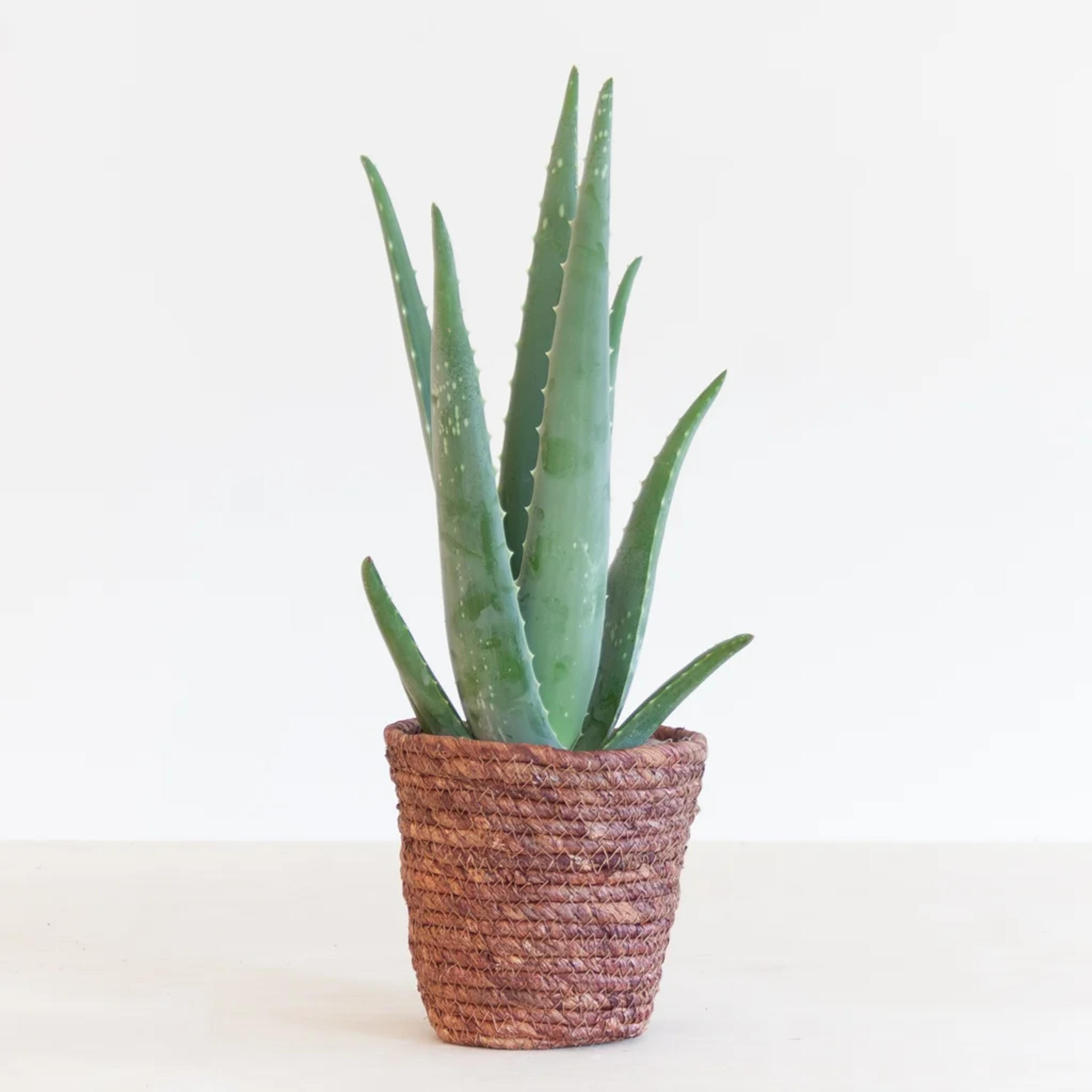 aloe-vera-badkamer