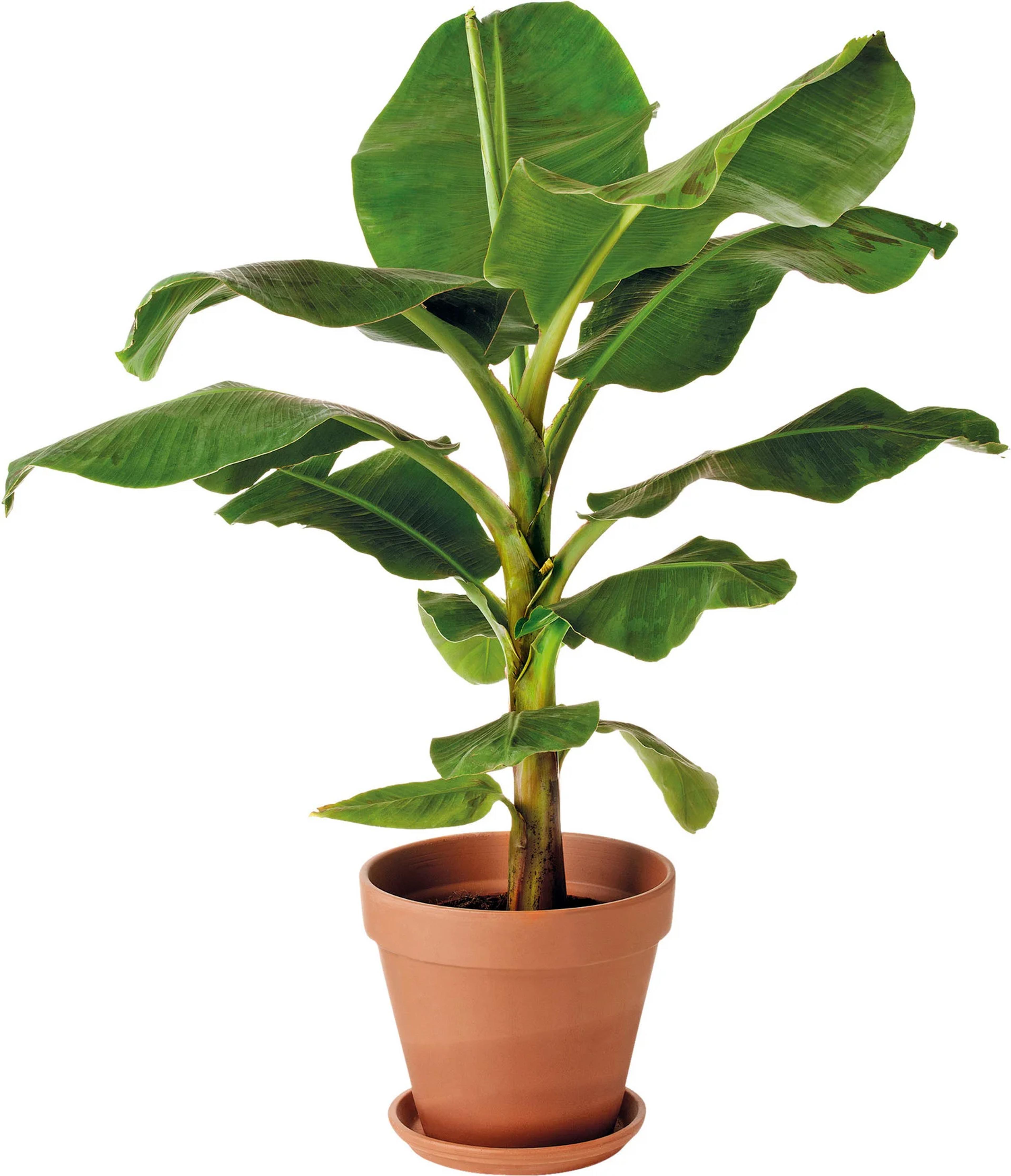 bananenplant