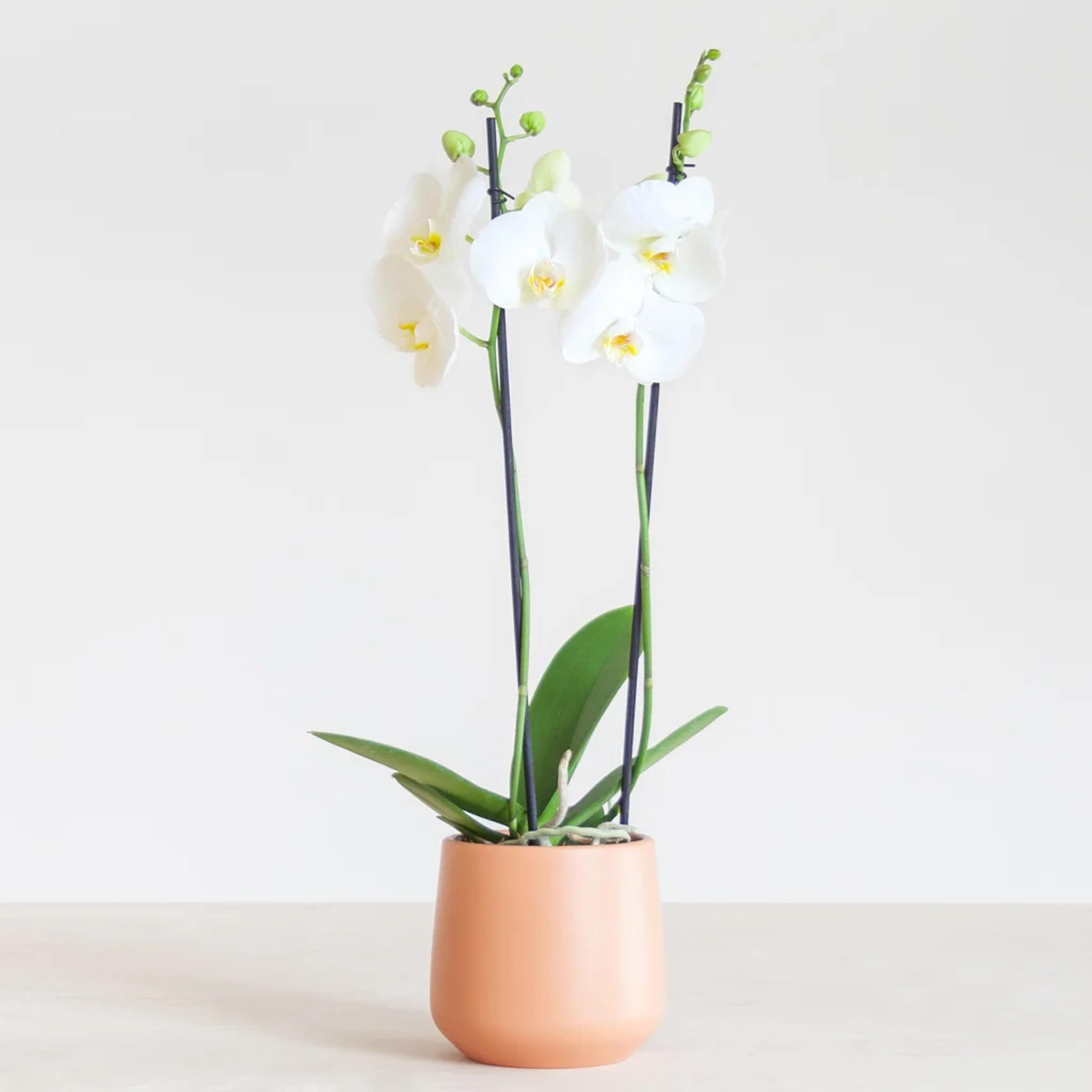 witte-orchidee