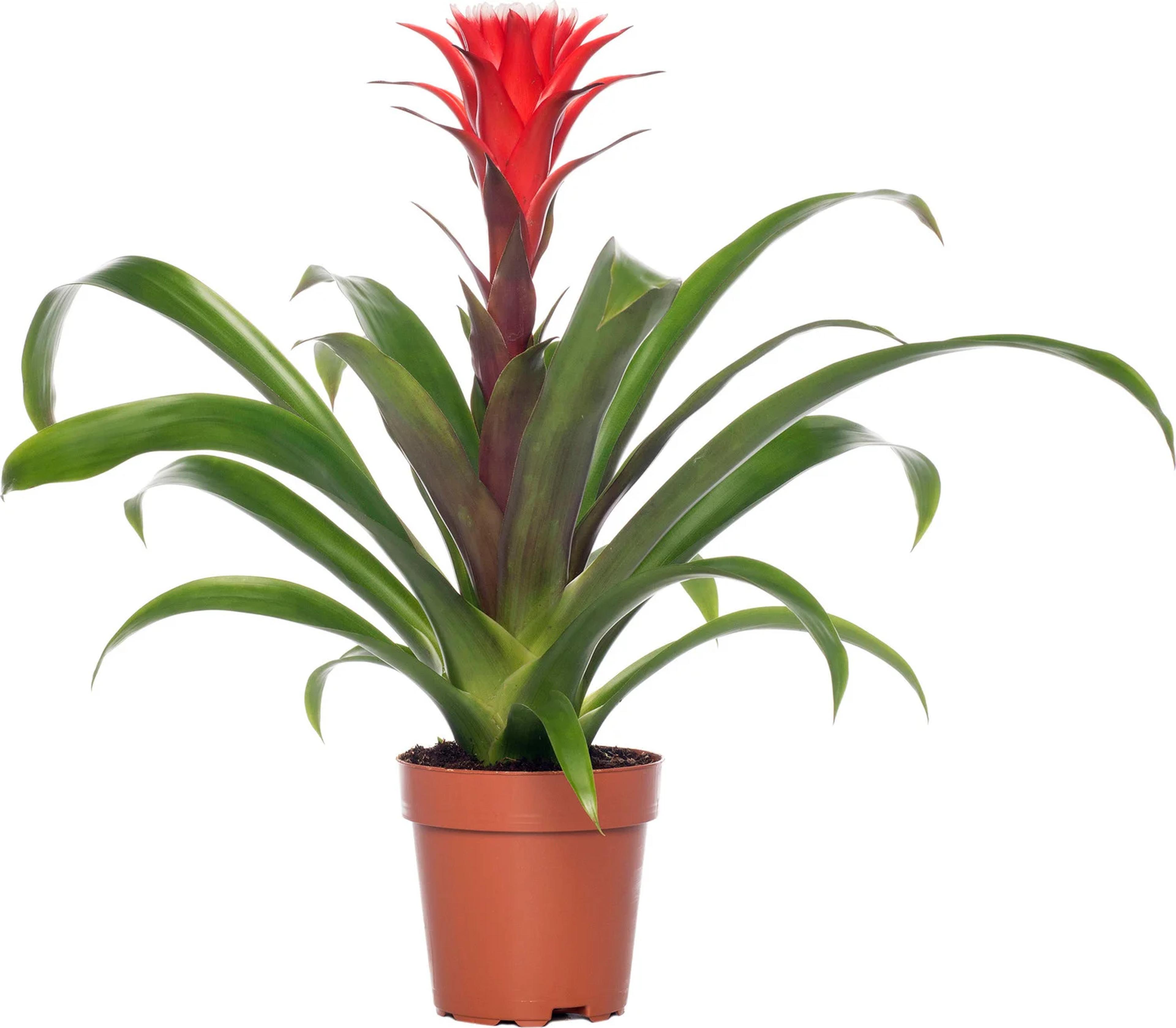 bromelia-plant