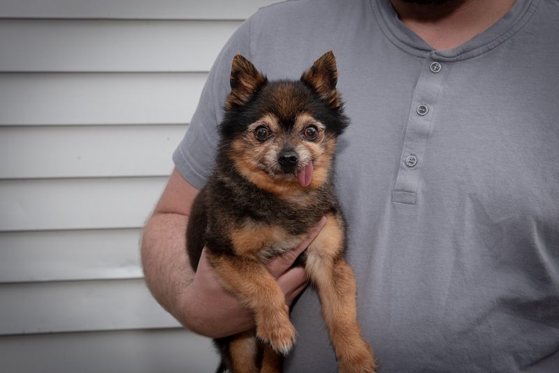 A person in a gray henley shirt holds a small, fluffy dark and tan dog with its tongue out, looking at the camera.