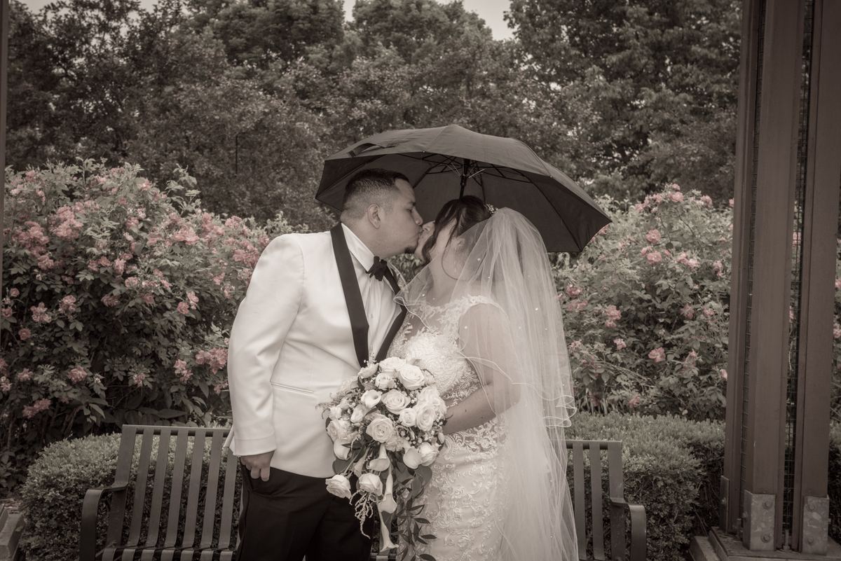A couple kisses under a black umbrella in a garden with pink roses, rendered in sepia with colorful blooms.