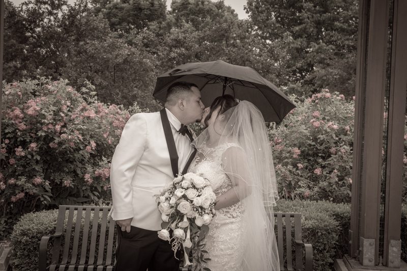 A couple kisses under a black umbrella in a garden with pink roses, rendered in sepia with colorful blooms.