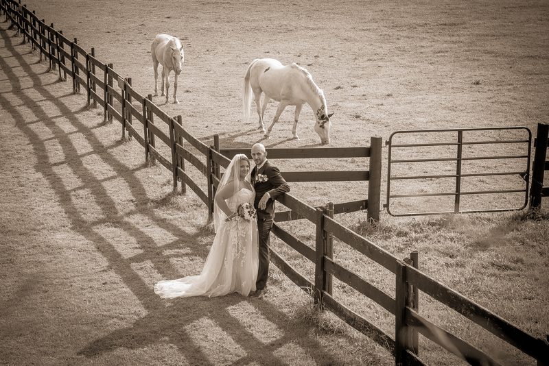 A newlywed couple stands beside a wooden fence in a sunlit field with two white horses grazing in the background.