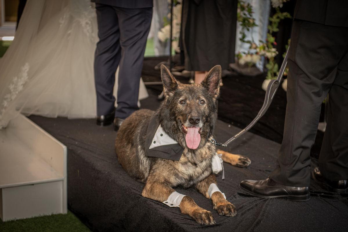 A tuxedoed dog lies on a stage with guests' legs and a bride's veil visible, creating a joyful wedding atmosphere.