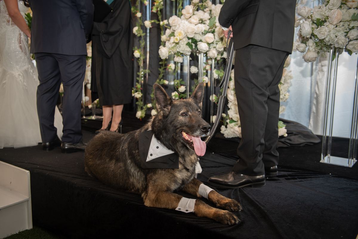 A German Shepherd in a tuxedo lies happily on a stage during a wedding, with guests and a handler nearby.
