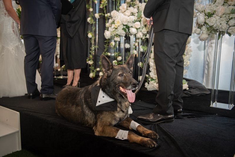 A German Shepherd in a tuxedo lies happily on a stage during a wedding, with guests and a handler nearby.