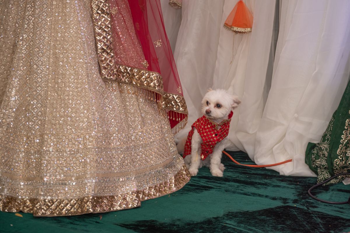 A small white dog in red attire sits beside a person in a glittering lehenga on a green carpet during a festive event.