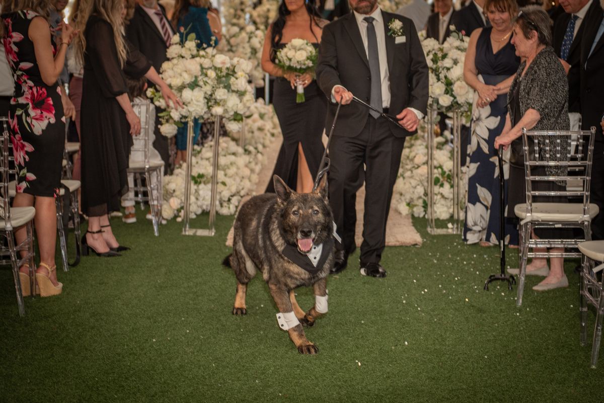 A German Shepherd in a tuxedo and white paw wraps trots down an aisle lined with guests and floral arrangements.