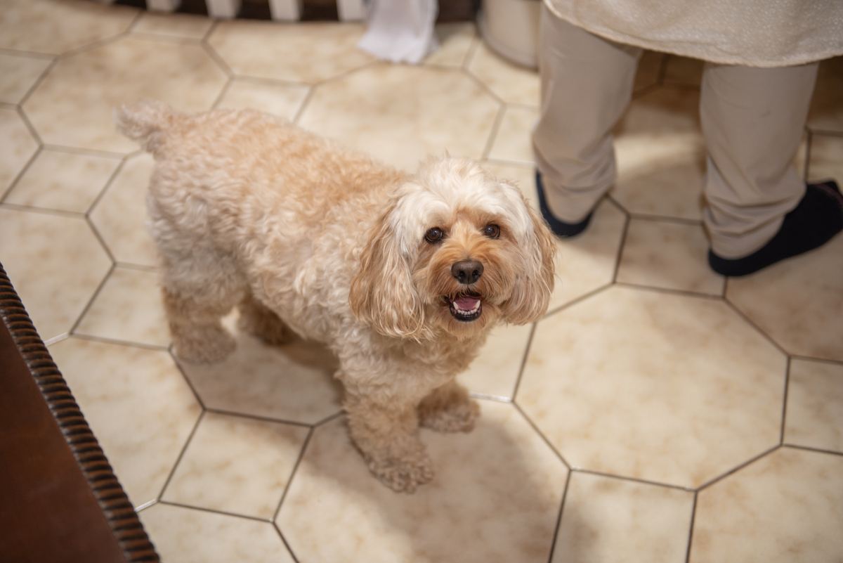 A small light-brown dog stands happily on a hexagonal-tiled floor near someone's feet in warm indoor lighting.