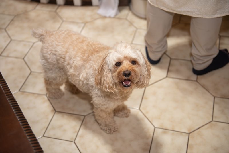 A small light-brown dog stands happily on a hexagonal-tiled floor near someone's feet in warm indoor lighting.
