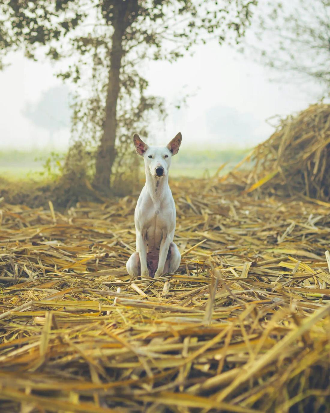 The Art of Slowing Down in India